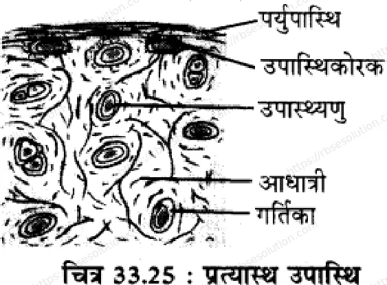 RBSE Class 11th जीव विज्ञान जन्तु ऊतक Solutions 27