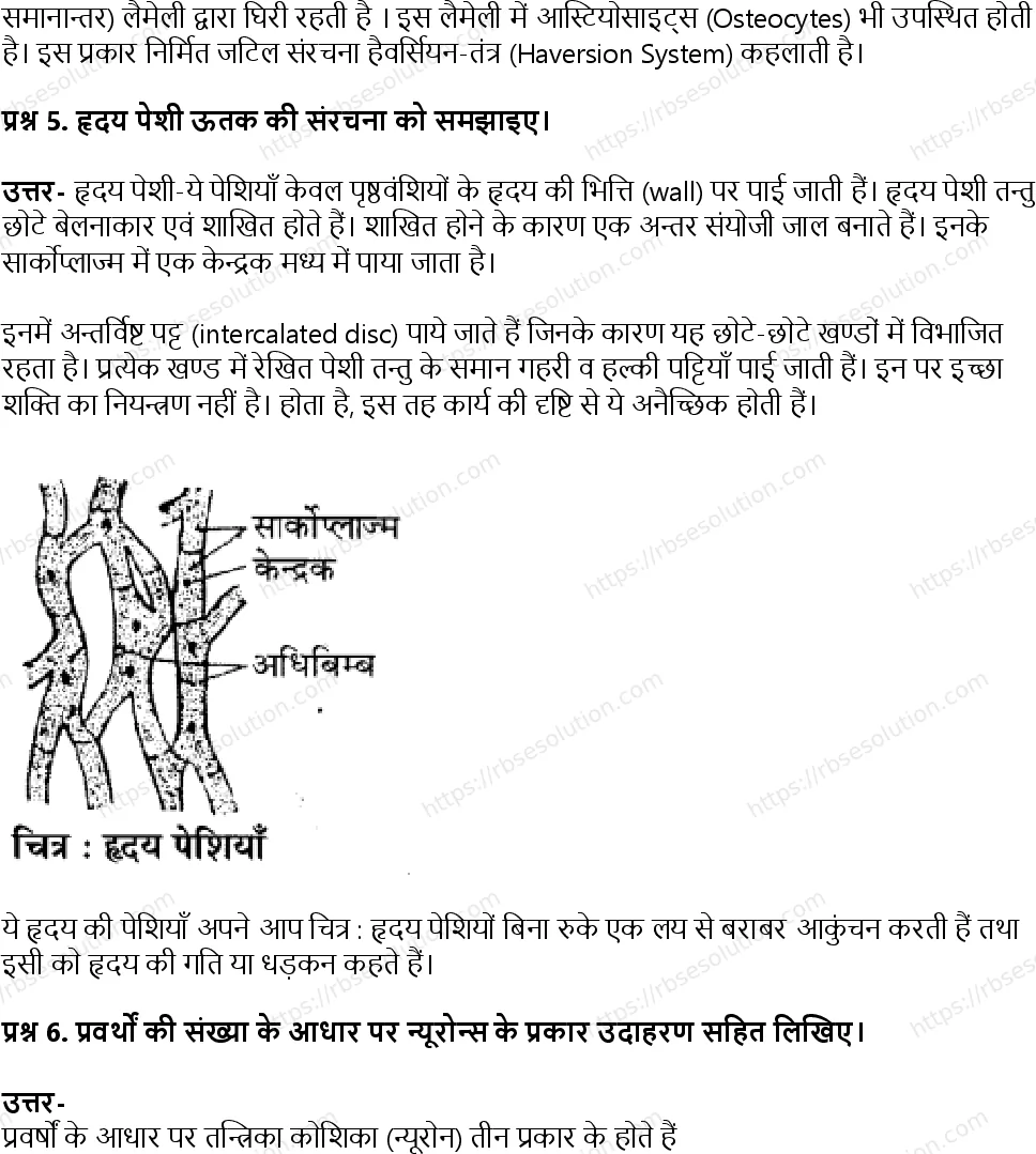 RBSE Class 11th जीव विज्ञान जन्तु ऊतक Solutions 5