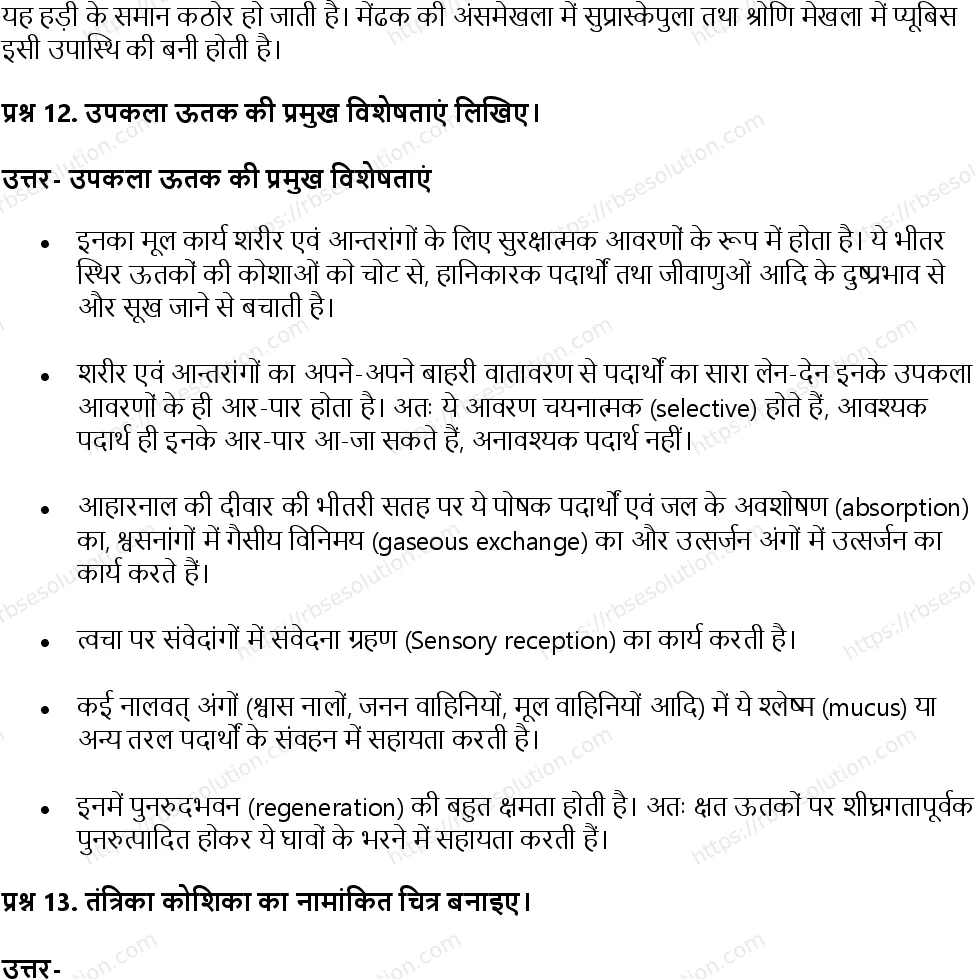 RBSE Class 11th जीव विज्ञान जन्तु ऊतक Solutions 8